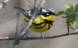 Magnolia Warbler