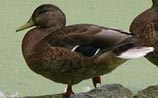 Mallard