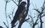 Merlin