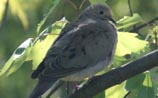 Mourning Dove
