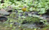 Nashville Warbler