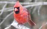 Northern Cardinal