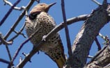 Northern Flicker