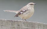 Northern Mockingbird