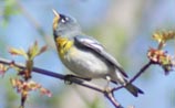 Northern Parula