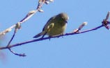 Orange-crowned Warbler