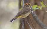 Palm Warbler