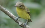 Philadelphia Vireo