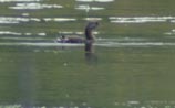 Pied-billed Grebe