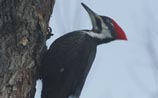 Pileated Woodpecker