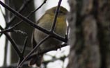 Pine Warbler
