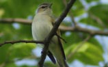Red-eyed Vireo