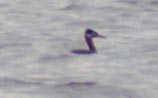 Red-necked Grebe