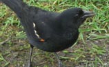 Red-ringed Blackbird