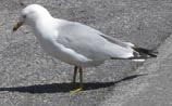 Ring-billed Gull