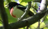 Rose-breasted Grosbeak
