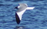 Sabine's Gull