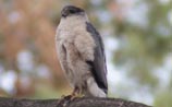 Sharp-shinned Hawk