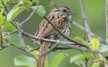 Song Sparrow