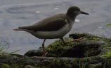 Spotted Sandpiper
