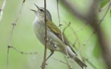 Tennessee Warbler