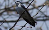 Tree Swallow