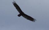 Turkey Vulture