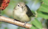 Warbling Vireo