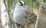 White-crowned Sparrow