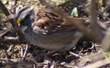 White-throated Sparrow