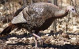 Wild Turkey