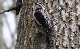 Yellow-bellied Sapsucker