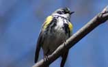 Yellow-rumped Warbler