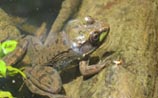 Amphibians