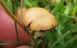 Fungi