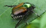 Invertebrates