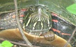 Reptiles