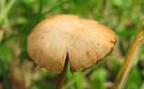 Agrocybe molesta