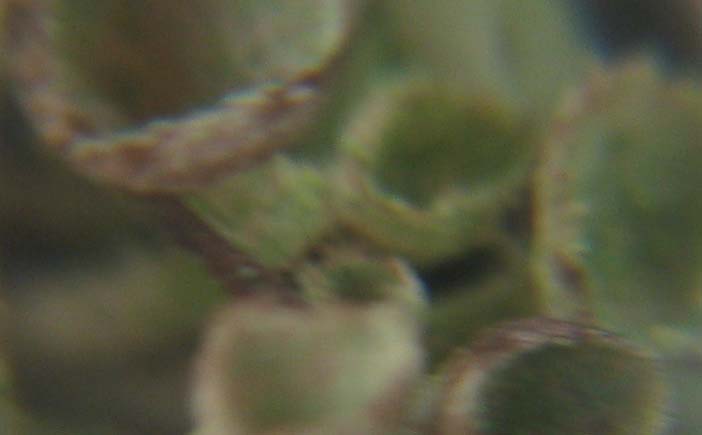 Cup Lichen
