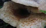 Dryad's Saddle