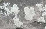 lichen