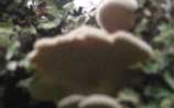Oyster Mushroom