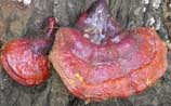 Reishi Mushroom