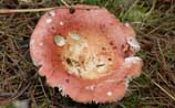 Russula sp