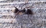 Ant