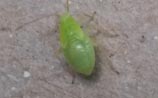 Aphid