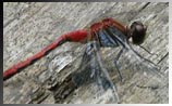 Autumn Meadowhawk