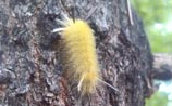 Banded Tussock Moth