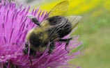 Bumblebee