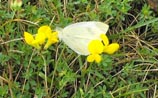 Cabbage White